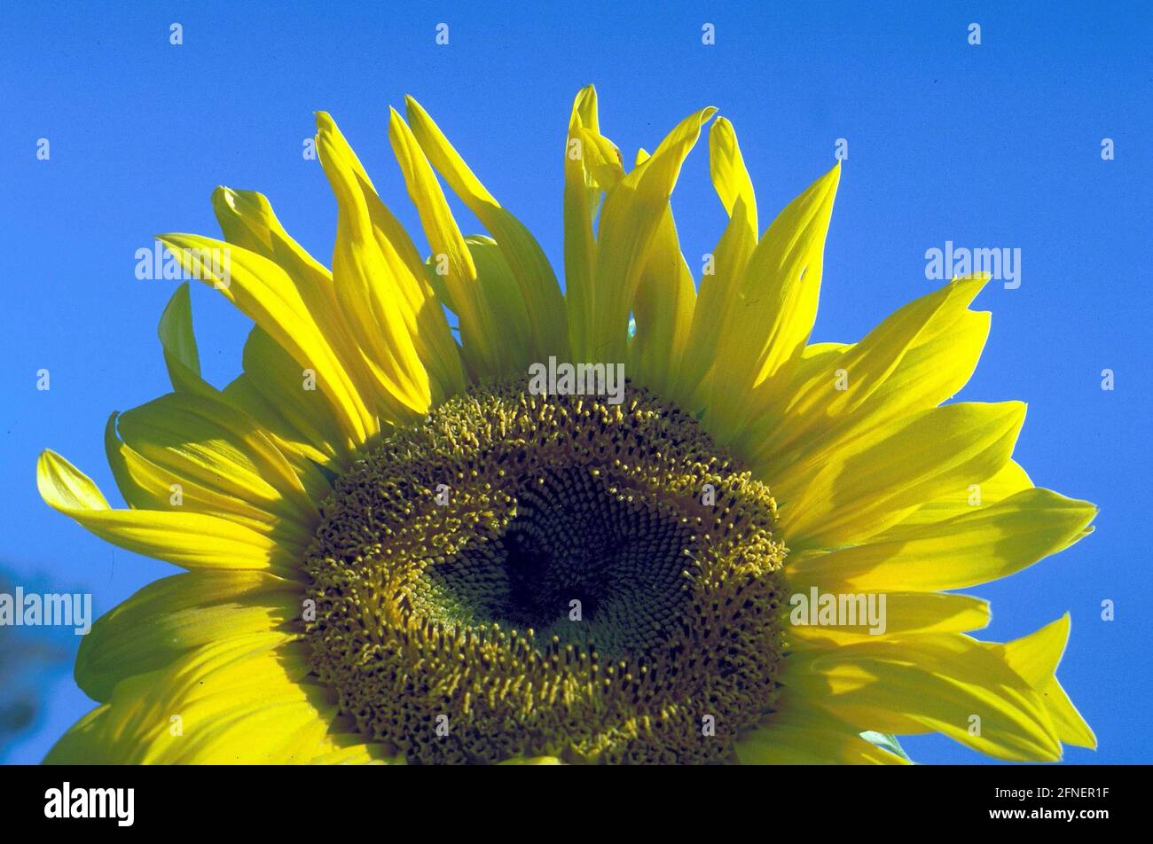 Sunflower [automated translation] Stock Photo Alamy