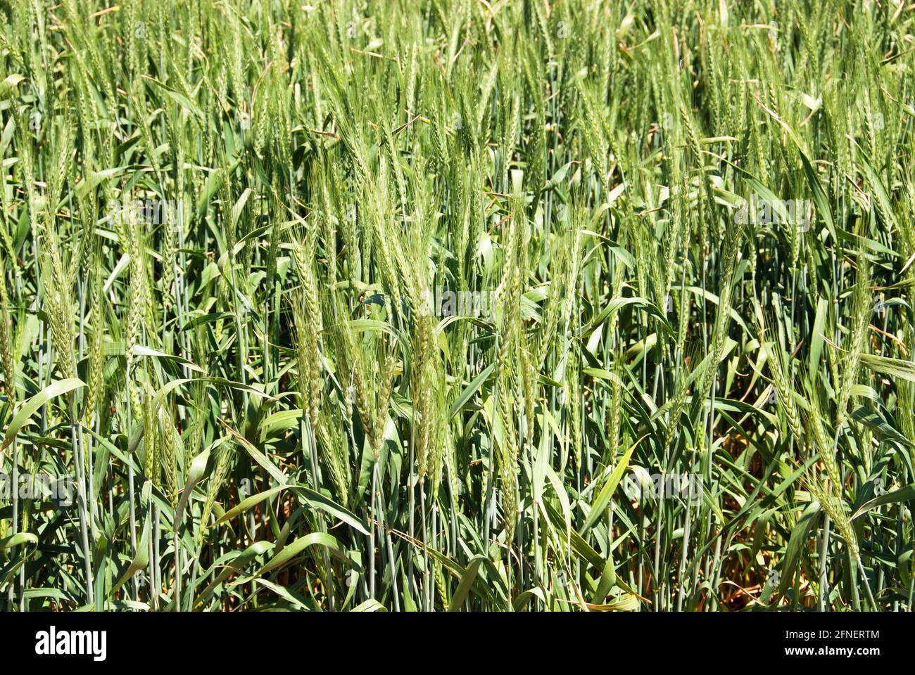 Wheat Growing on a Farm in Central New South Wales, Australia Stock Photo