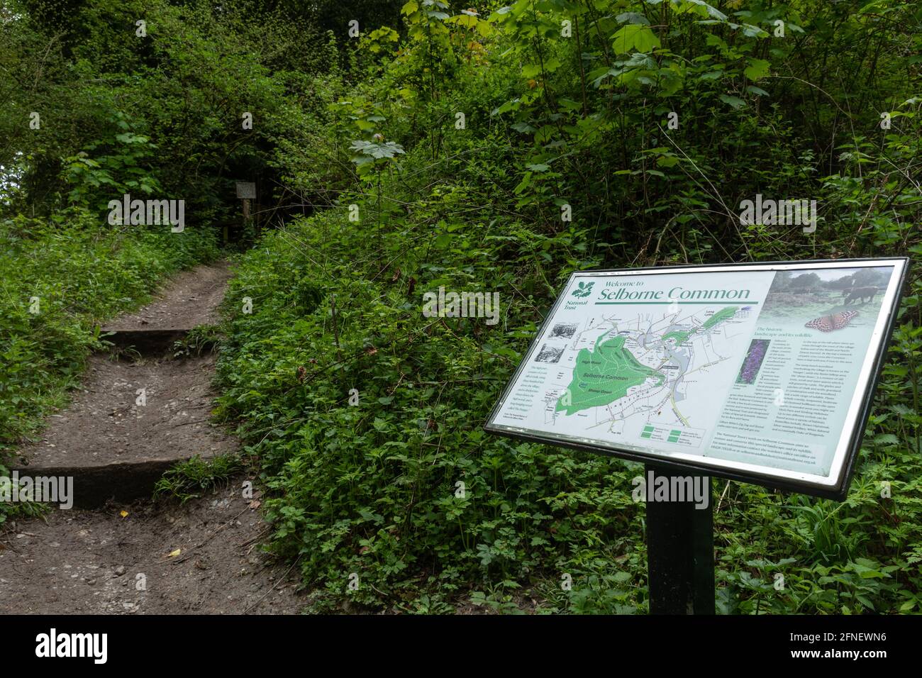 The zig zag path (zigzag) up Selborne Hanger cut by naturalist Gilbert ...