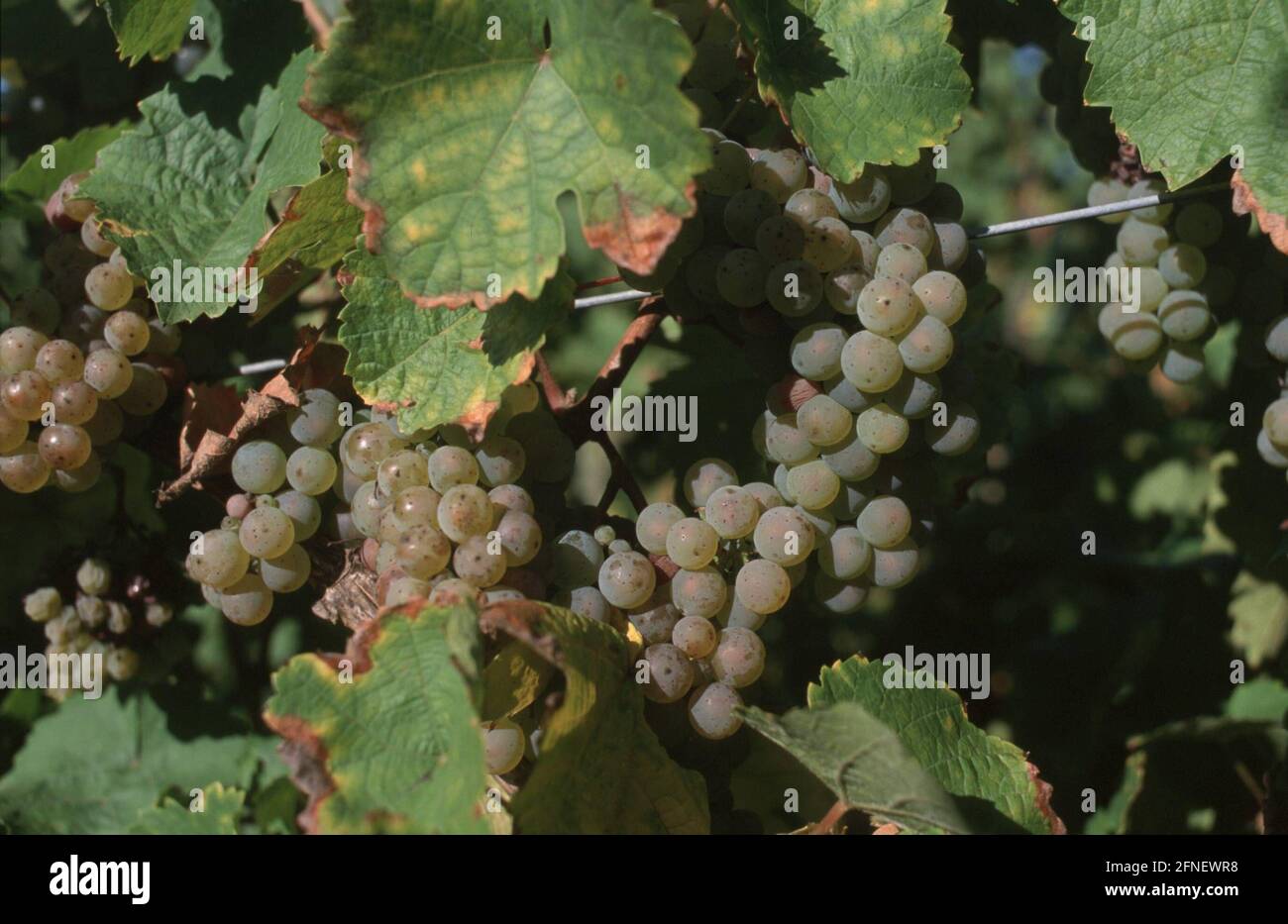 Grape harvest on the Moselle 10/99 [automated translation] Stock Photo