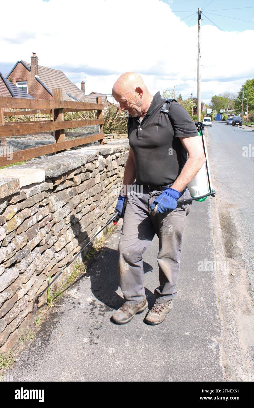 Senior bald man spraying pesticide weed killer with portable sprayer along a stone wall to prevent weeds growing. Pesticide use is hazardous to health Stock Photo