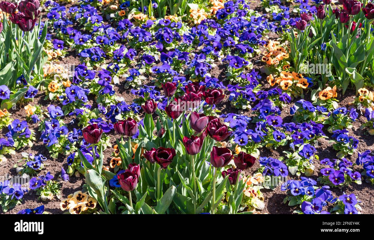 Pansies and tulips in a flower bed Stock Photo