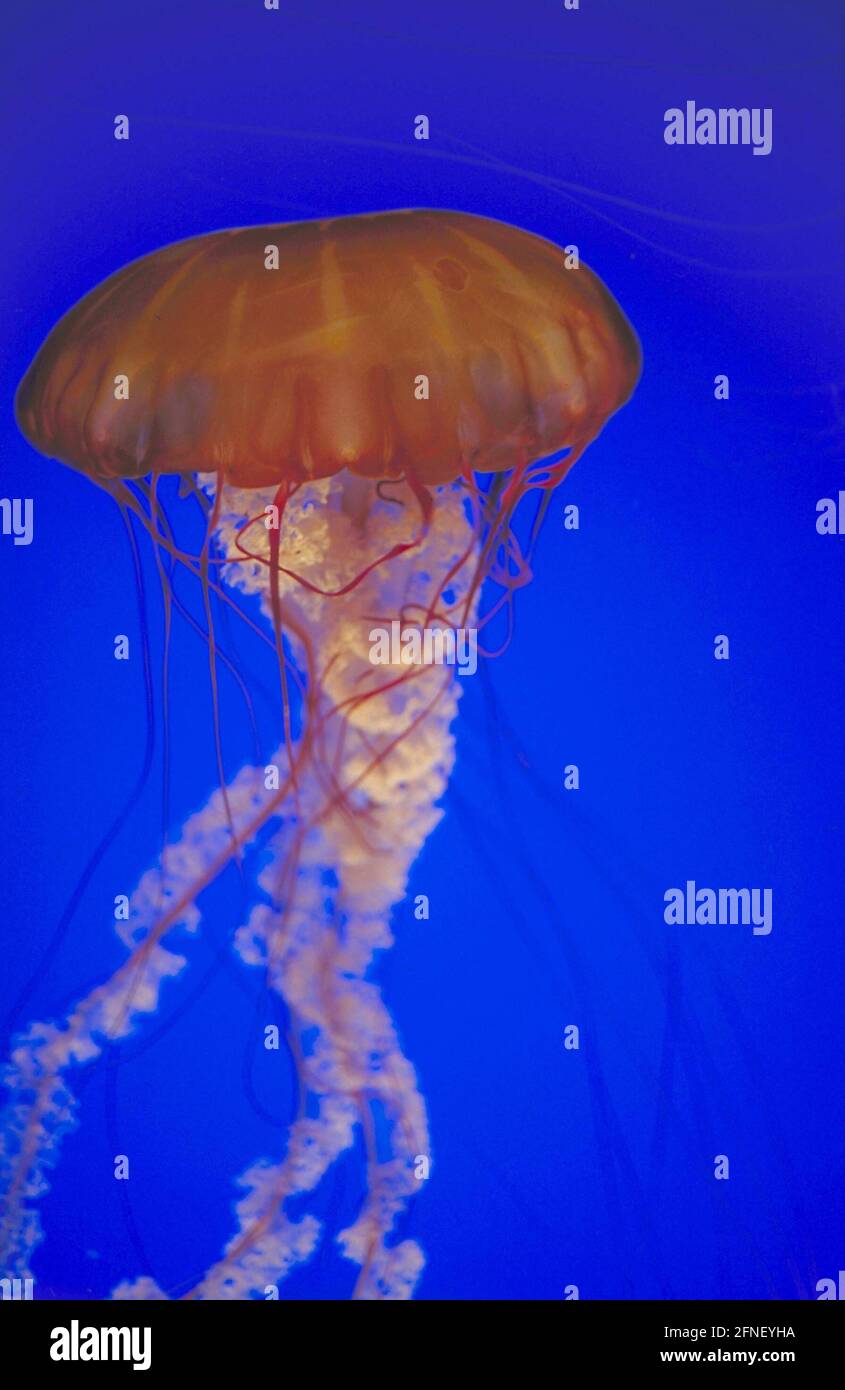 Jellyfish at the Monterrey Aquarium. [automated translation] Stock Photo