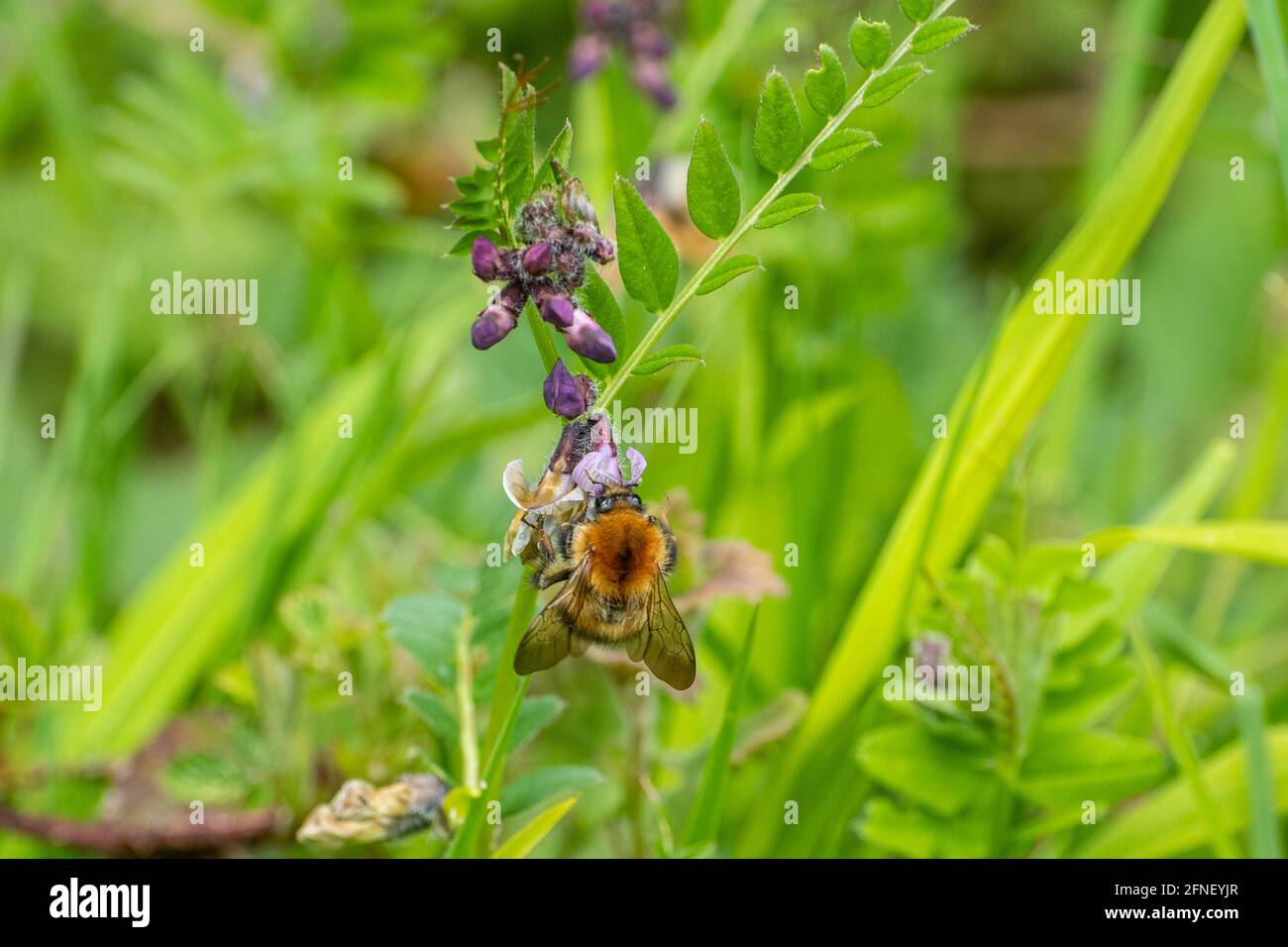 Common carder bee (Bombus pascuorum) feeding on nectar from bush vetch wildflowers (Vicia sepium) during May or Spring, UK Stock Photo