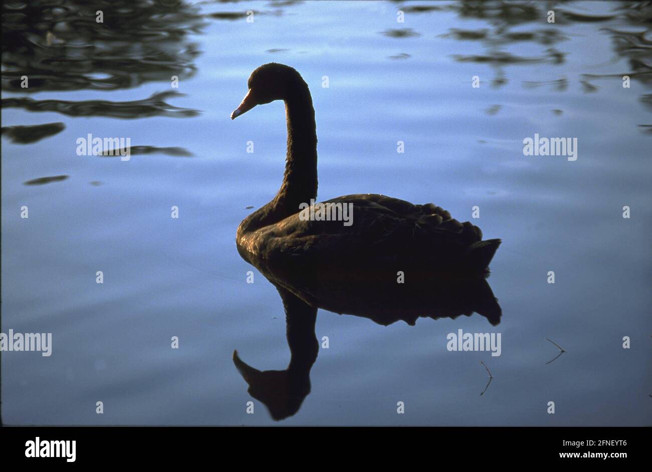 Swimming goose in the backlight. [automated translation] Stock Photo