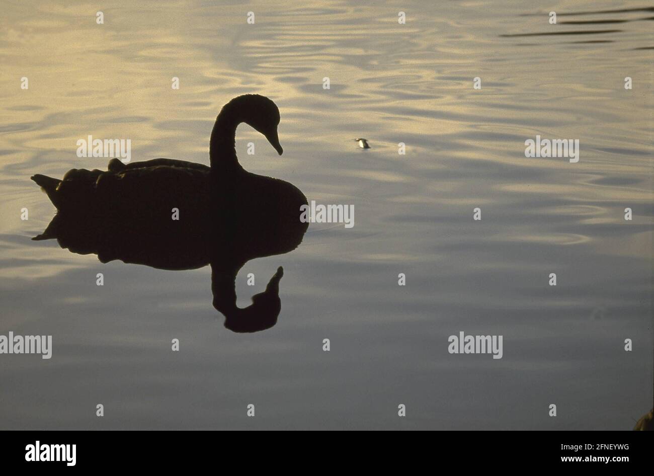 Swimming goose in the backlight. [automated translation] Stock Photo