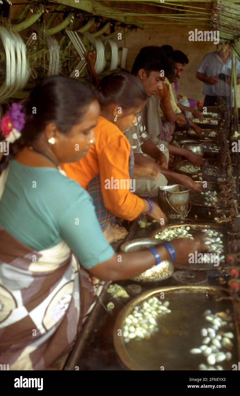 Indian workers wind up the silk threads of the silkworms killed and