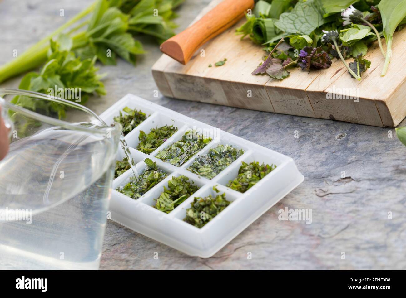 Eiswürfel aus gehackten Frühlingskräutern, Frühlings-Kräutern herstellen, Kräuterernte, Gewöhnlicher Giersch, Giersch, Geißfuß, Aegopodium podagraria, Stock Photo