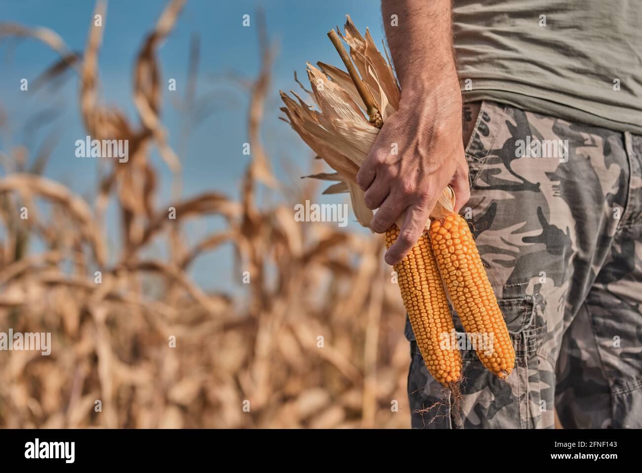 Farmer holding harvested corn on the cob in agricultural field ...