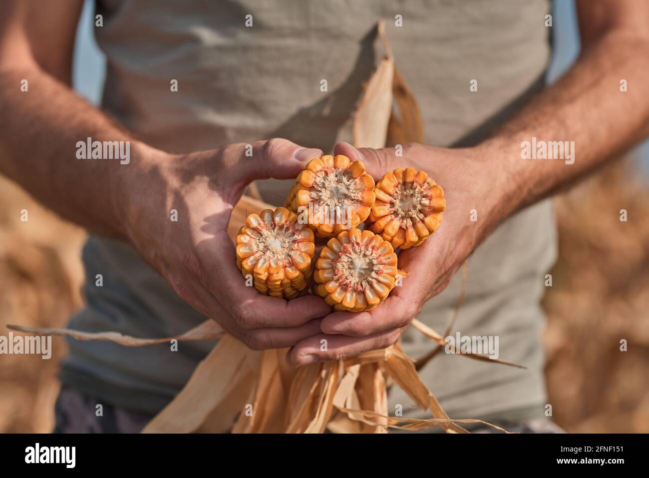 Farmer holding harvested corn on the cob in agricultural field, portrait of male farm worker during successful harvest of maize crops Stock Photo