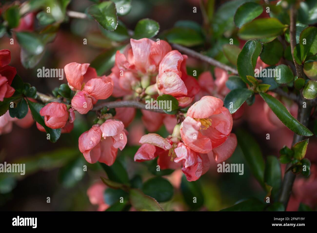 Chaenomeles × superba 'Colour Trail' flowering quince flowers, family: Rosaceae Stock Photo