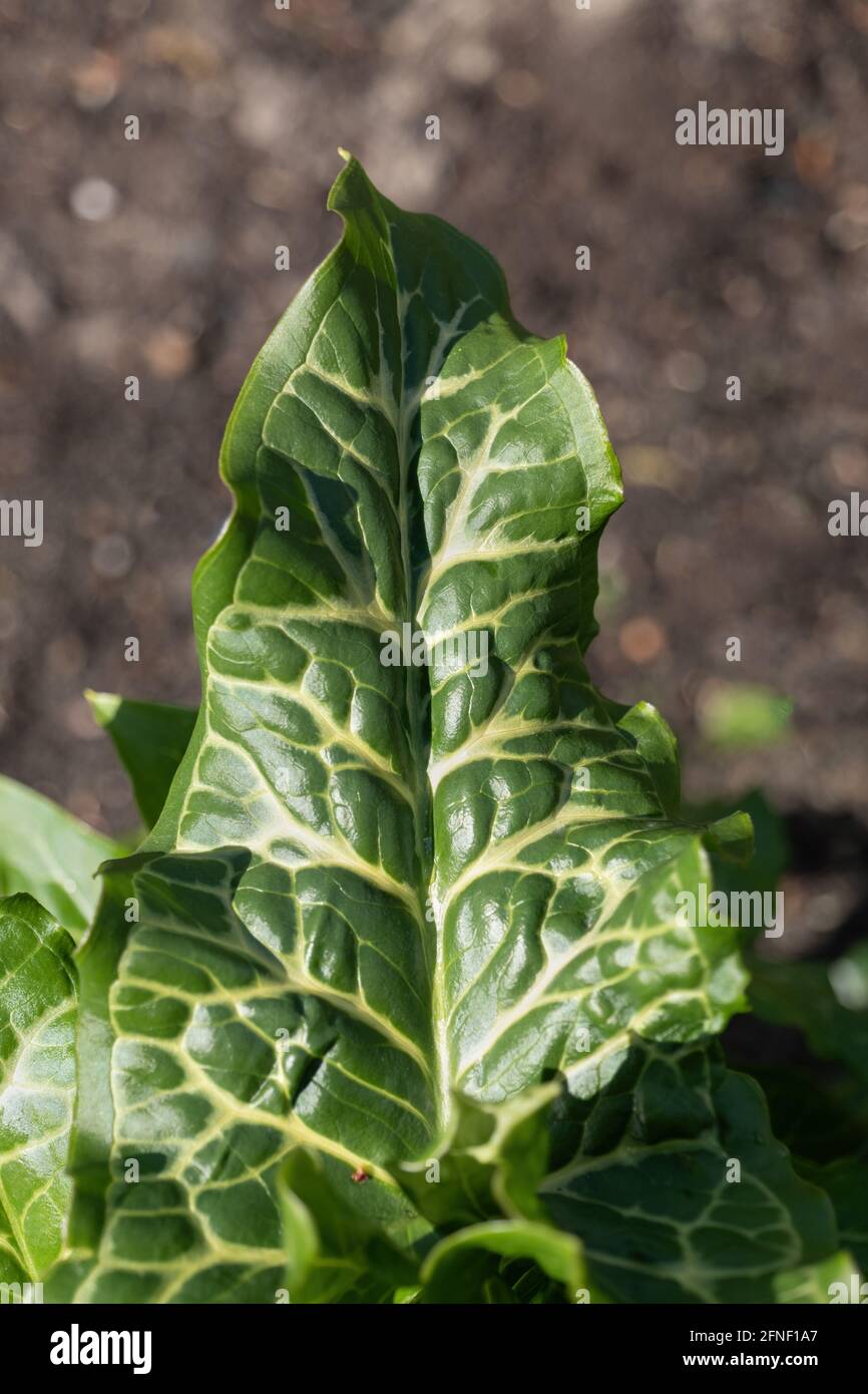 Italian Arum (Arum italicum) leaf, herbaceous perennial plant in the family: Araceae Stock Photo