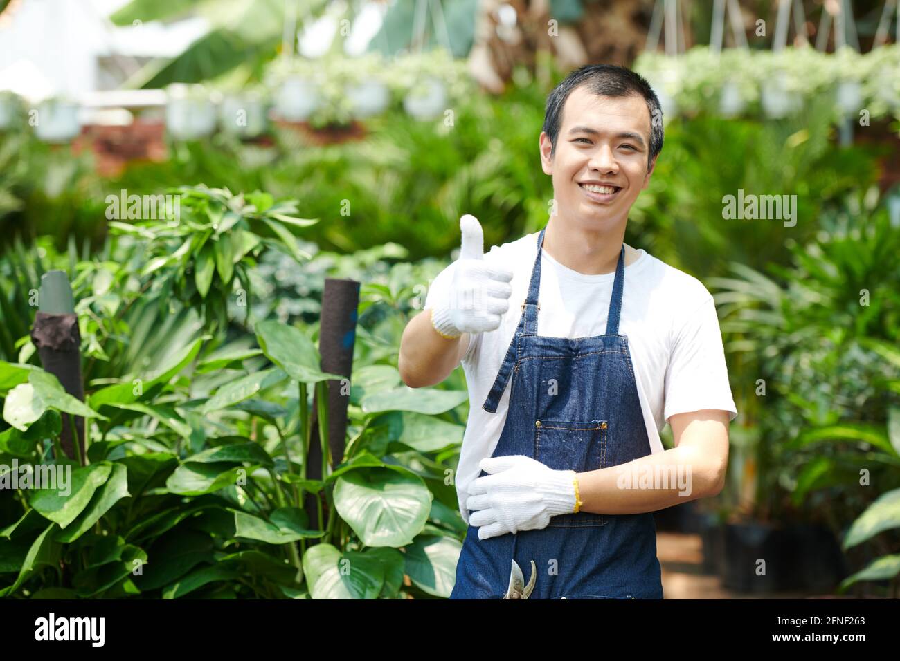 Happy excited young greenhouse worker in protective glove showing thumbs-up and smiling at camera Stock Photo