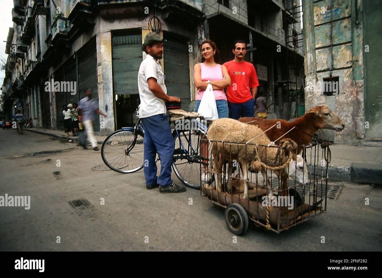 Meeting on a street in Havana, two sheep are carried. [automated translation] Stock Photo