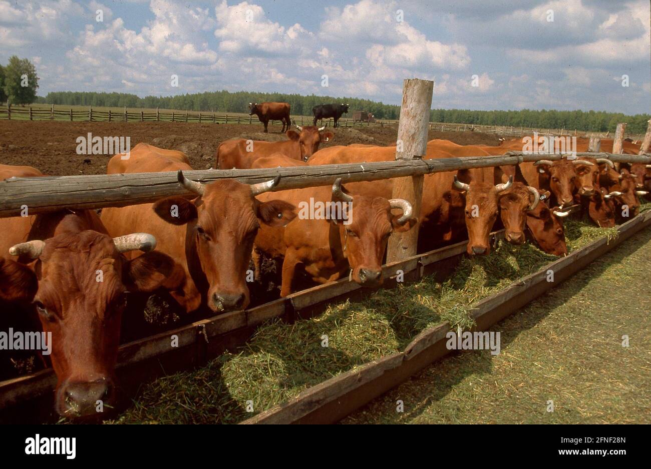 Cattle on a farm in the German rayon Asowo near the West Siberian Omsk. In Siberia, settlements of Russian Germans (Sibiri Germans) were established from 1881 onwards. [automated translation] Stock Photo