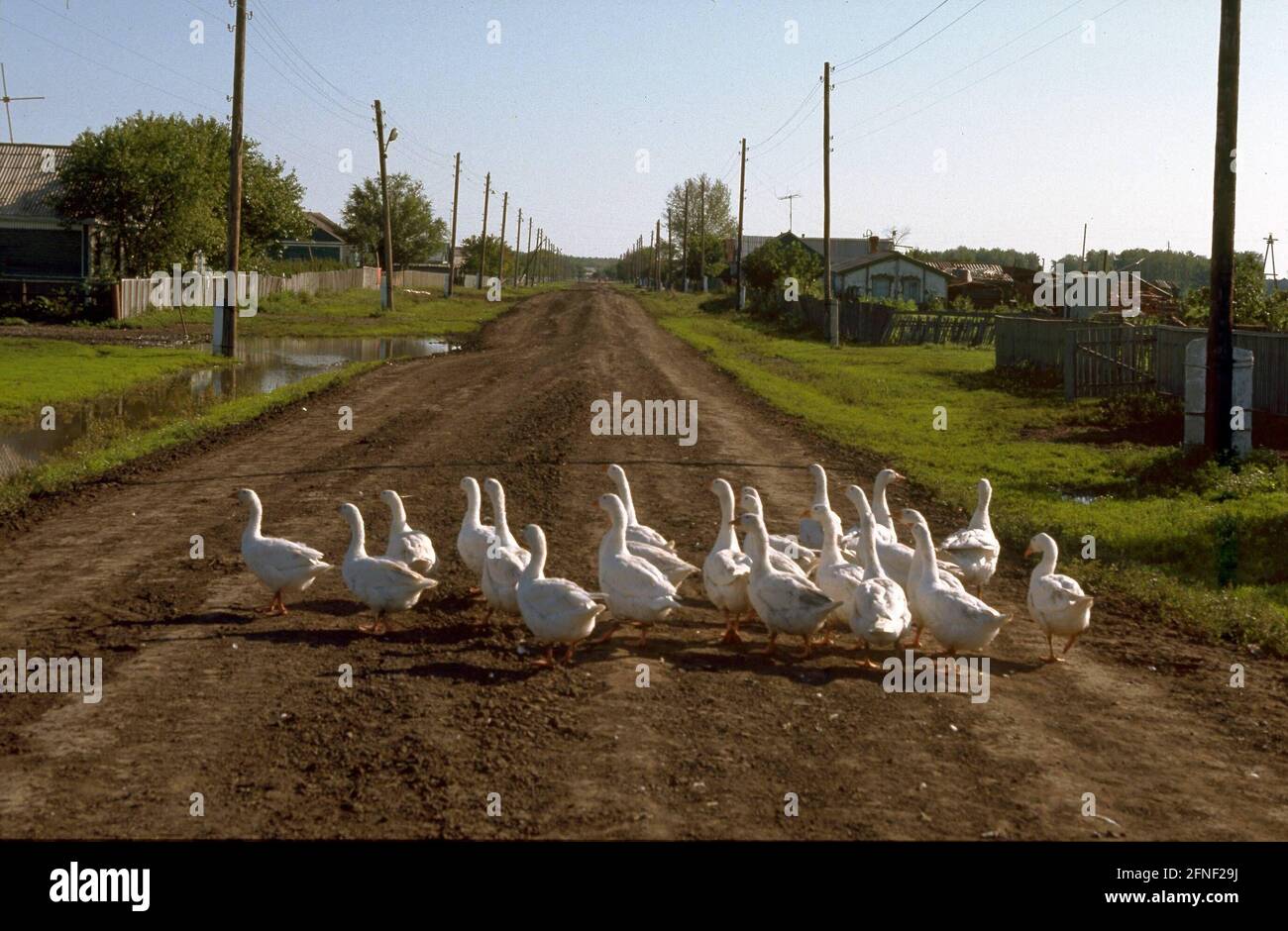 Geese on a village street in the German rayon Asowo near the West Siberian Omsk. In Siberia, settlements of Russian Germans (Sibiri Germans) began to appear in 1881. [automated translation] Stock Photo