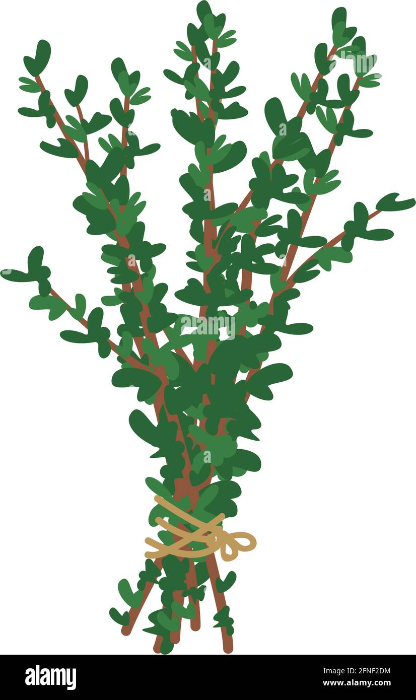 A bunch of herbs tied with a rope with a bow. Ingredient and seasoning thyme or oregano for cooking. Leaves on a branch Stock Vector