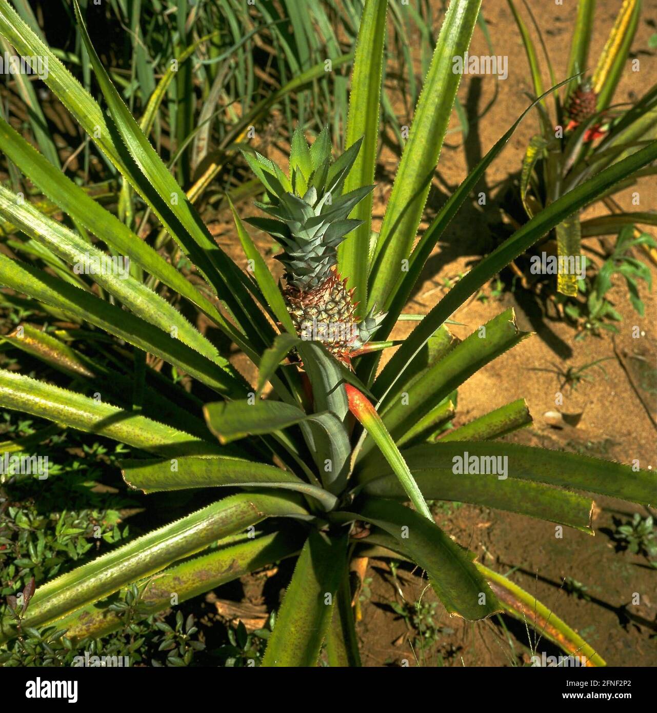 Pineapple plant with fruit on a plantation. [automated translation