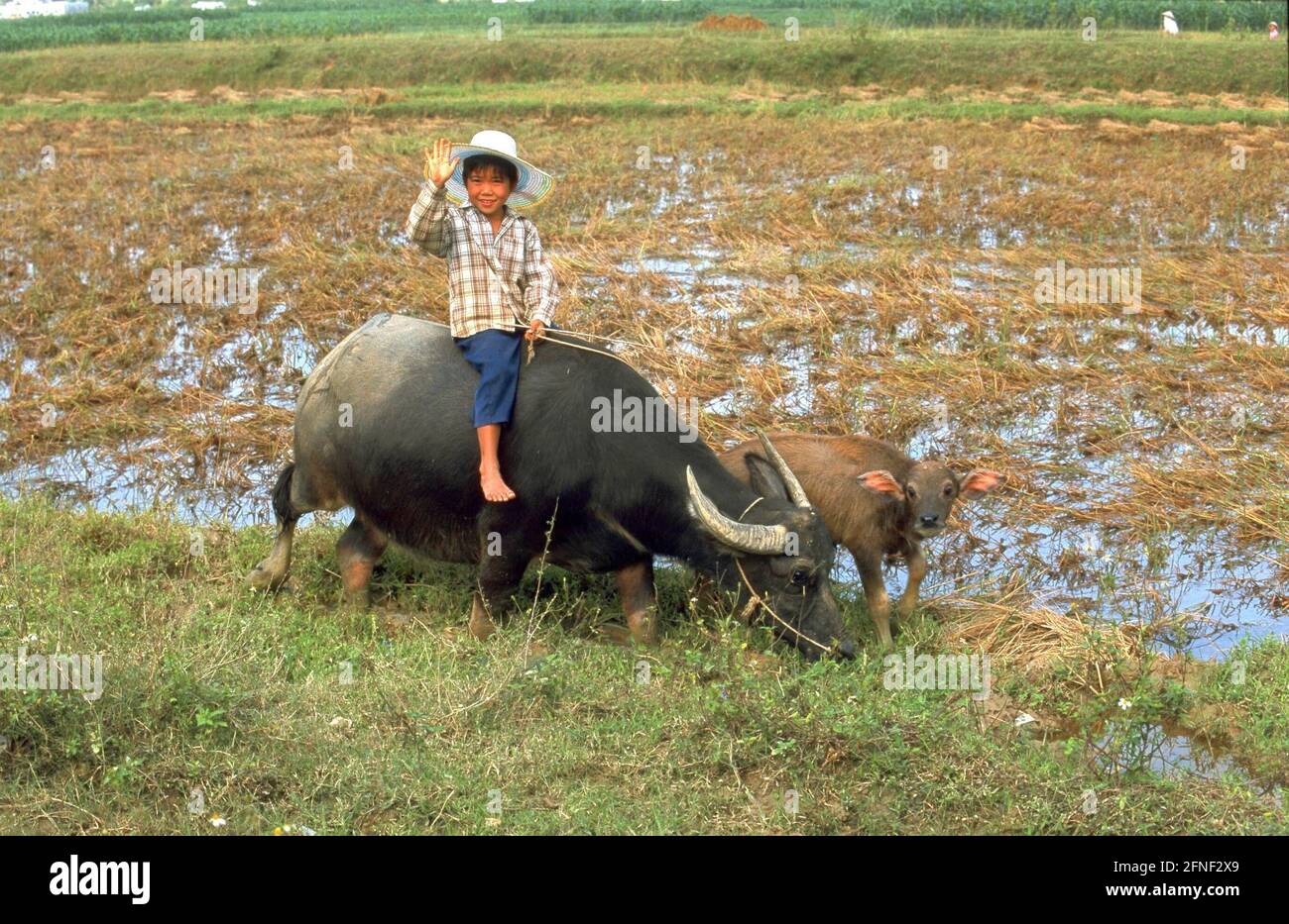 Vietnamese boy with water buffalo in a rice field. [automated translation]  Stock Photo - Alamy
