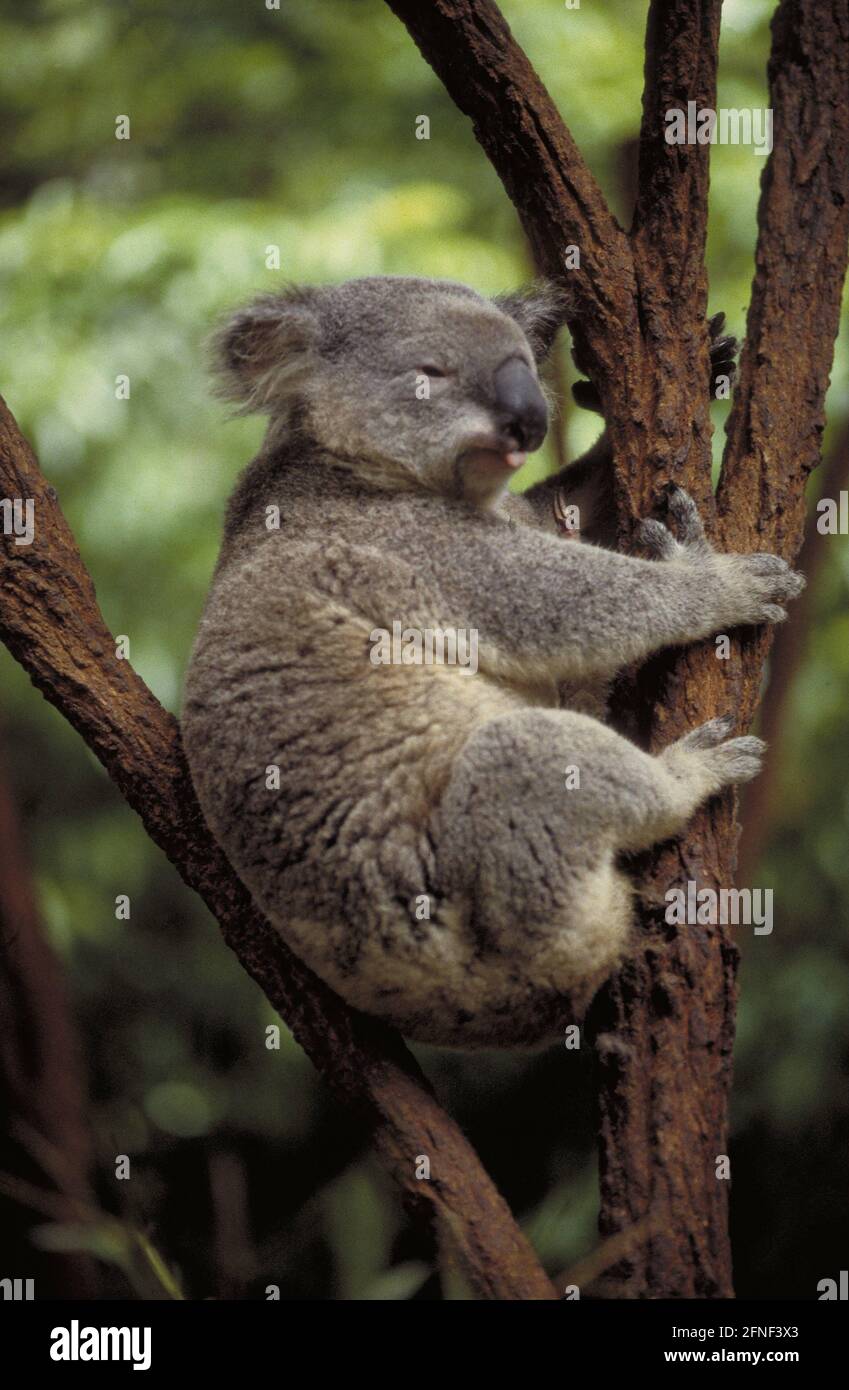 A koala at the Koalazoo in Sydney. [automated translation] Stock Photo