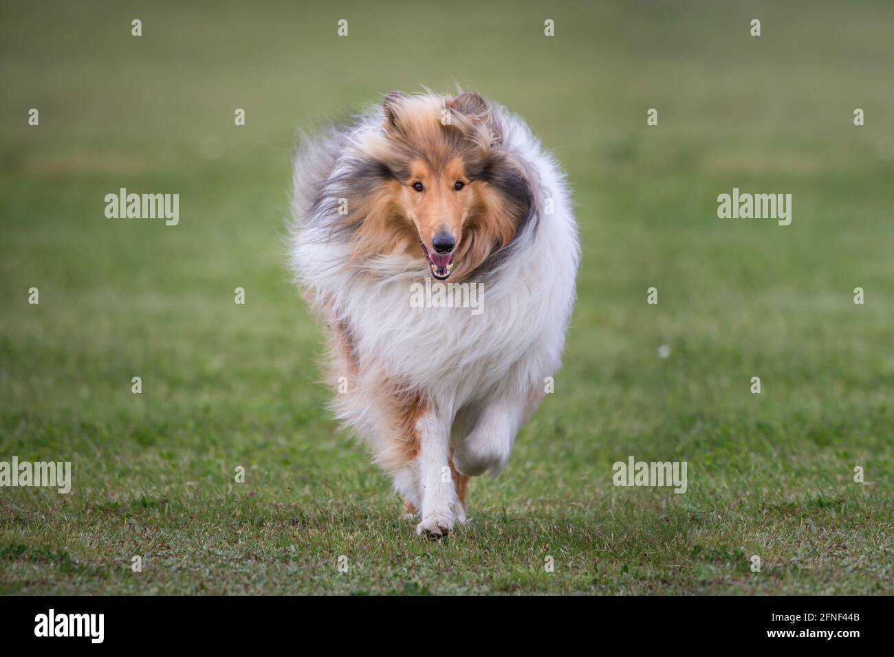 Collie Rough Stock Photo