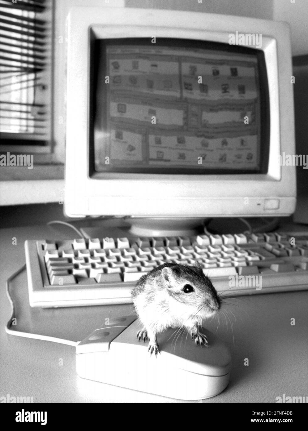 The real computer mouse. [automated translation] Stock Photo Alamy