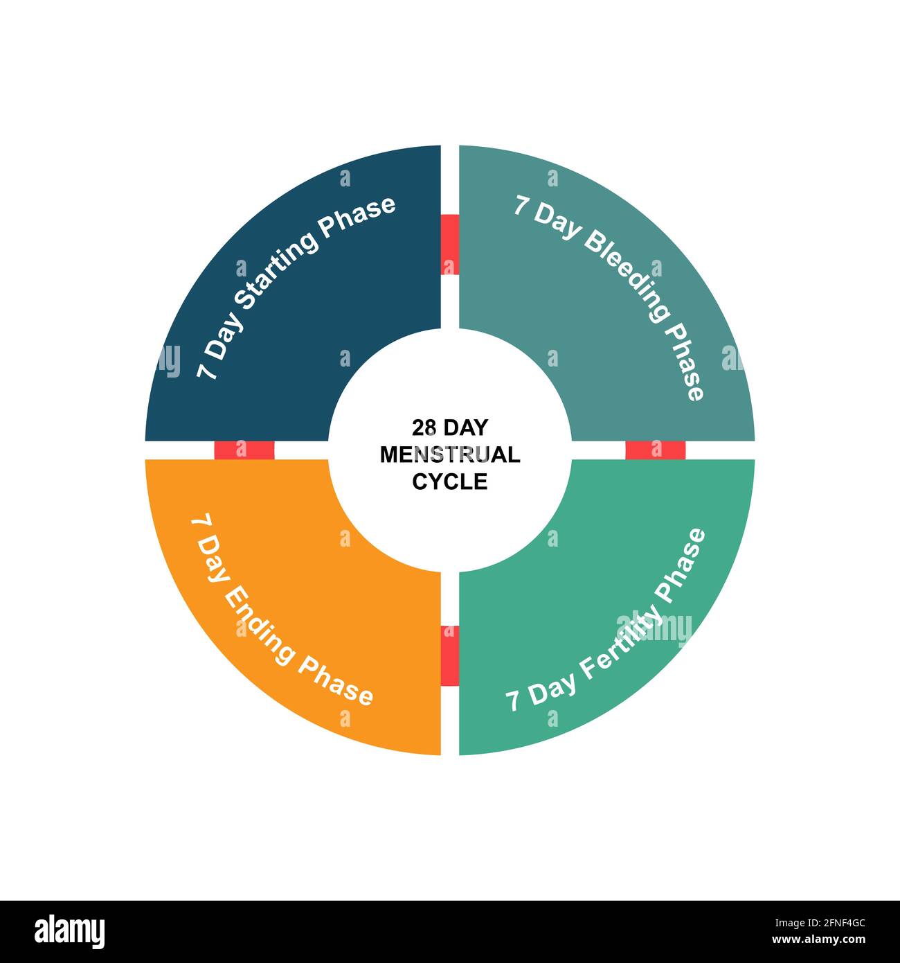 Menstrual Cycle Chart High Resolution Stock Photography And Images Alamy