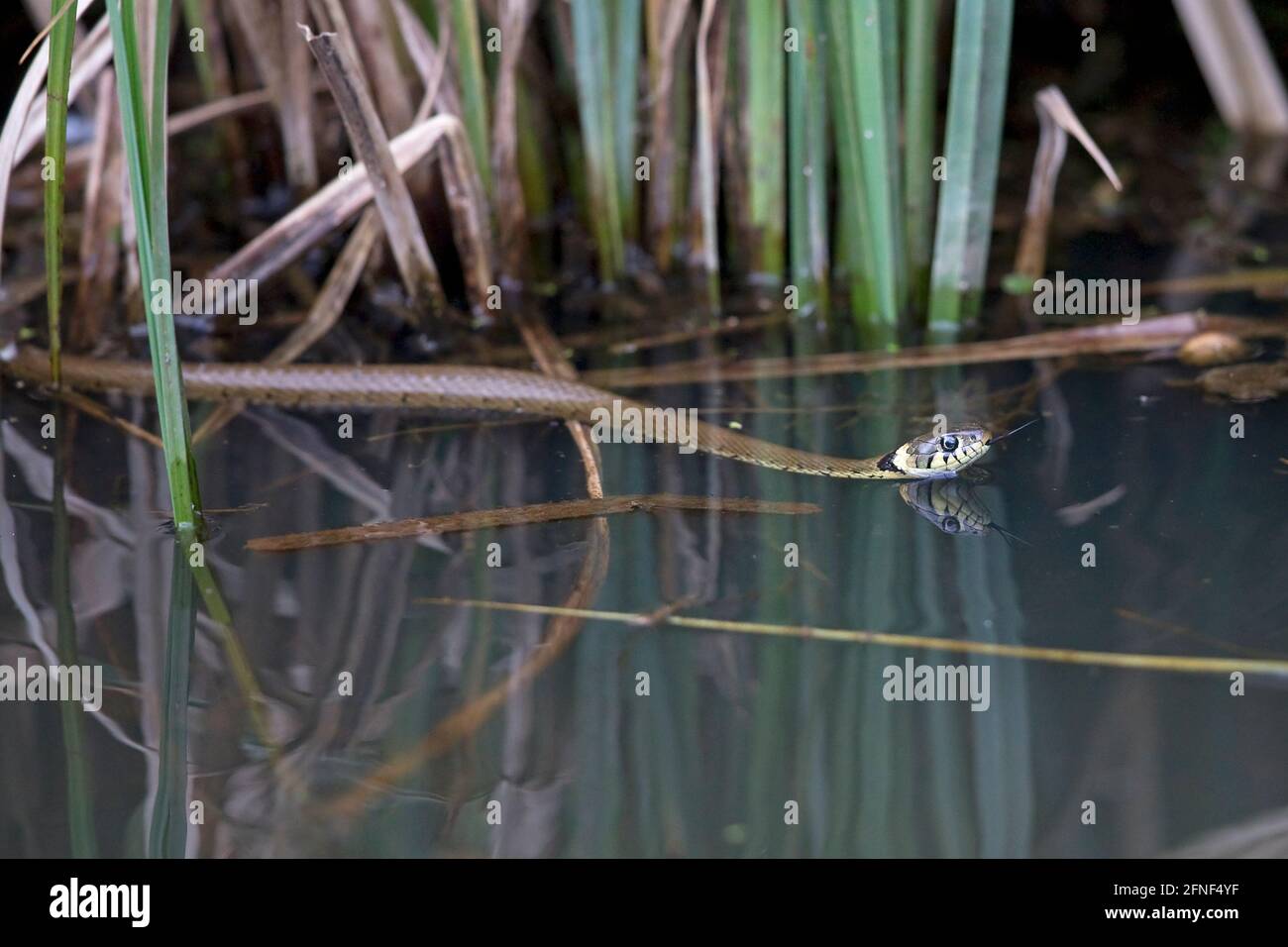 Barred Grass Snake (Natrix helvetica) swimming Stock Photo
