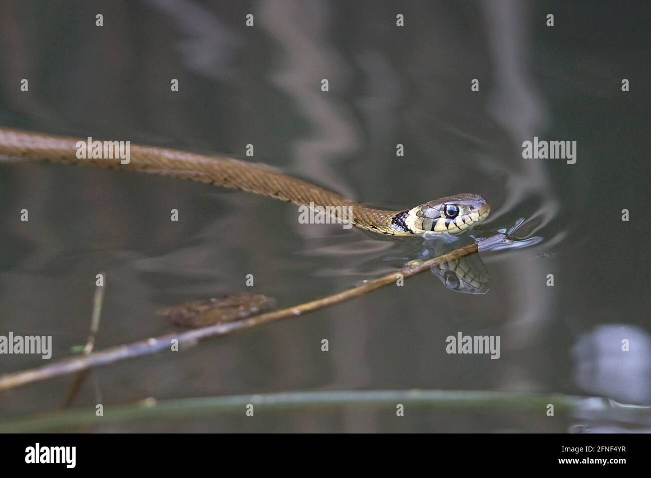 Barred Grass Snake (Natrix helvetica) swimming Stock Photo