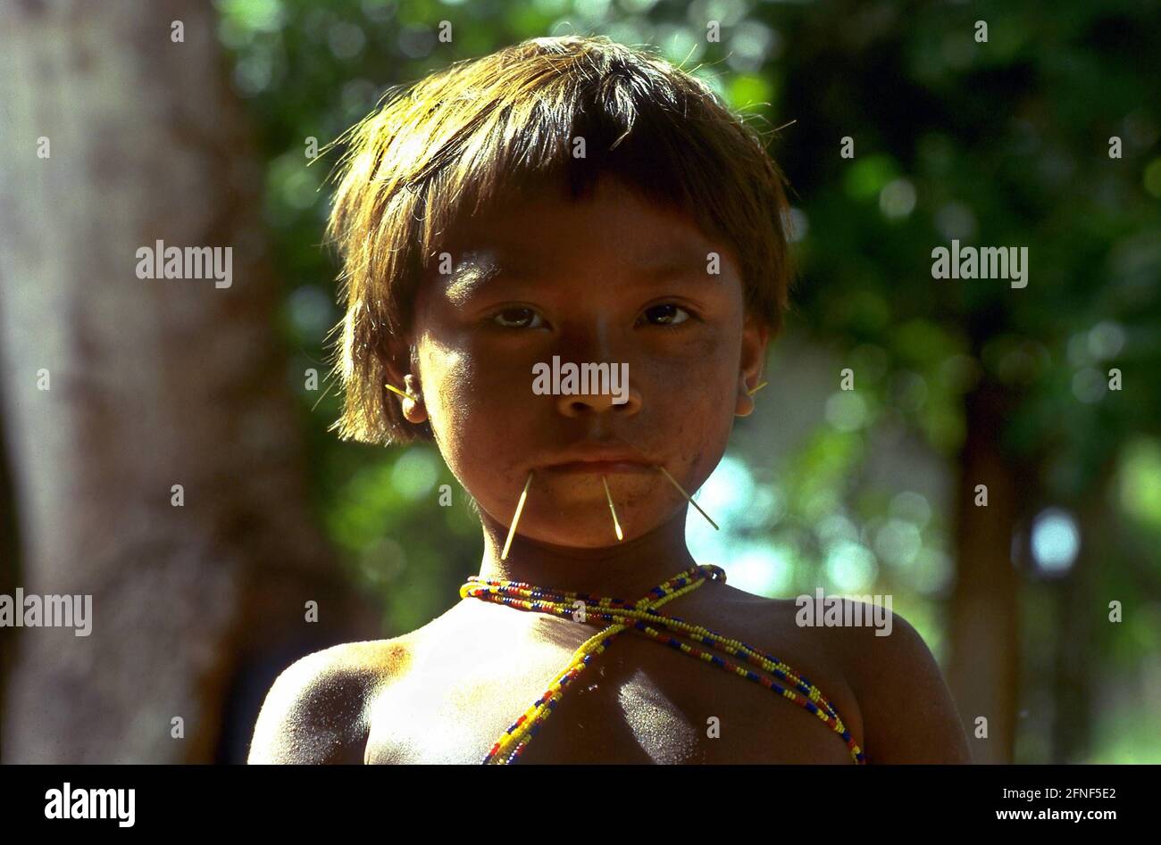 Portrait of the Yanomami child Shila. The child wears three sticks on ...