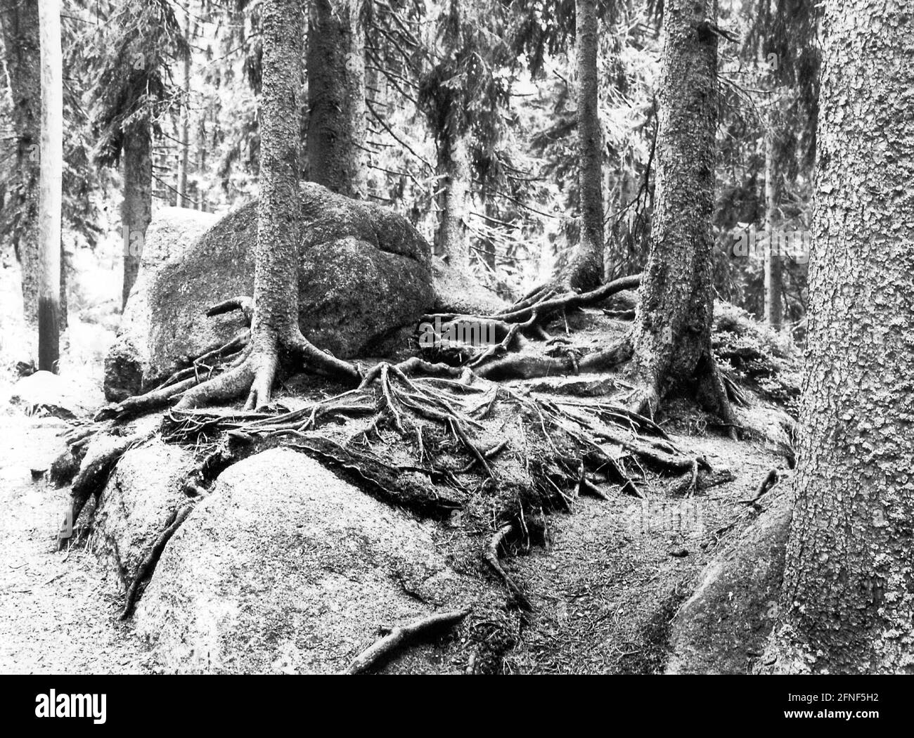 Bavarian Forest National Park. [automated translation] Stock Photo