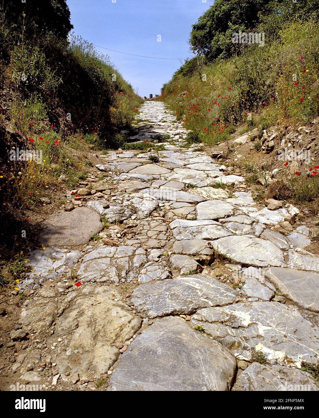 The Roman road to the ancient city of Russellae (destroyed in 294 BC ...
