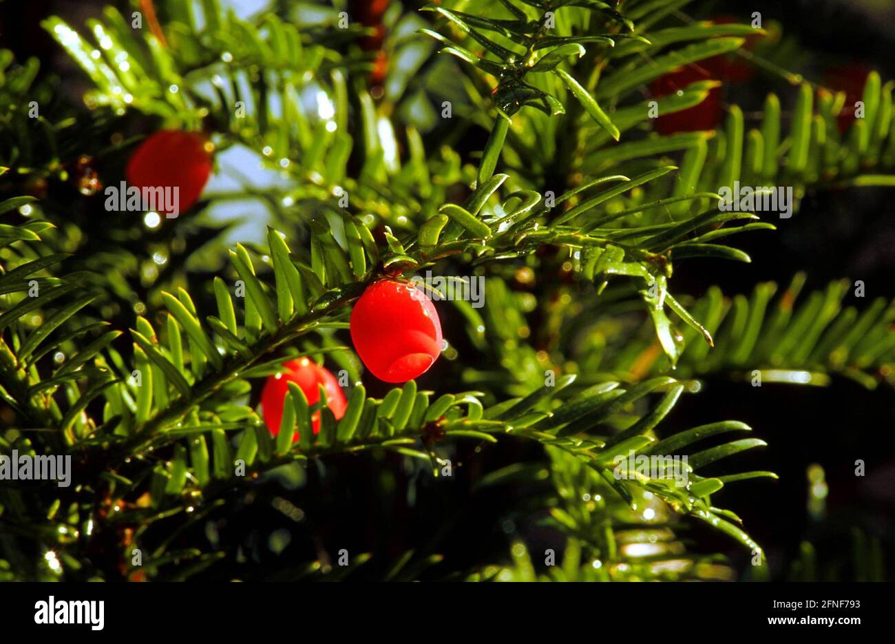 The yew (Taxus baccata), Tree of the Year 1994. The bright red berries ...