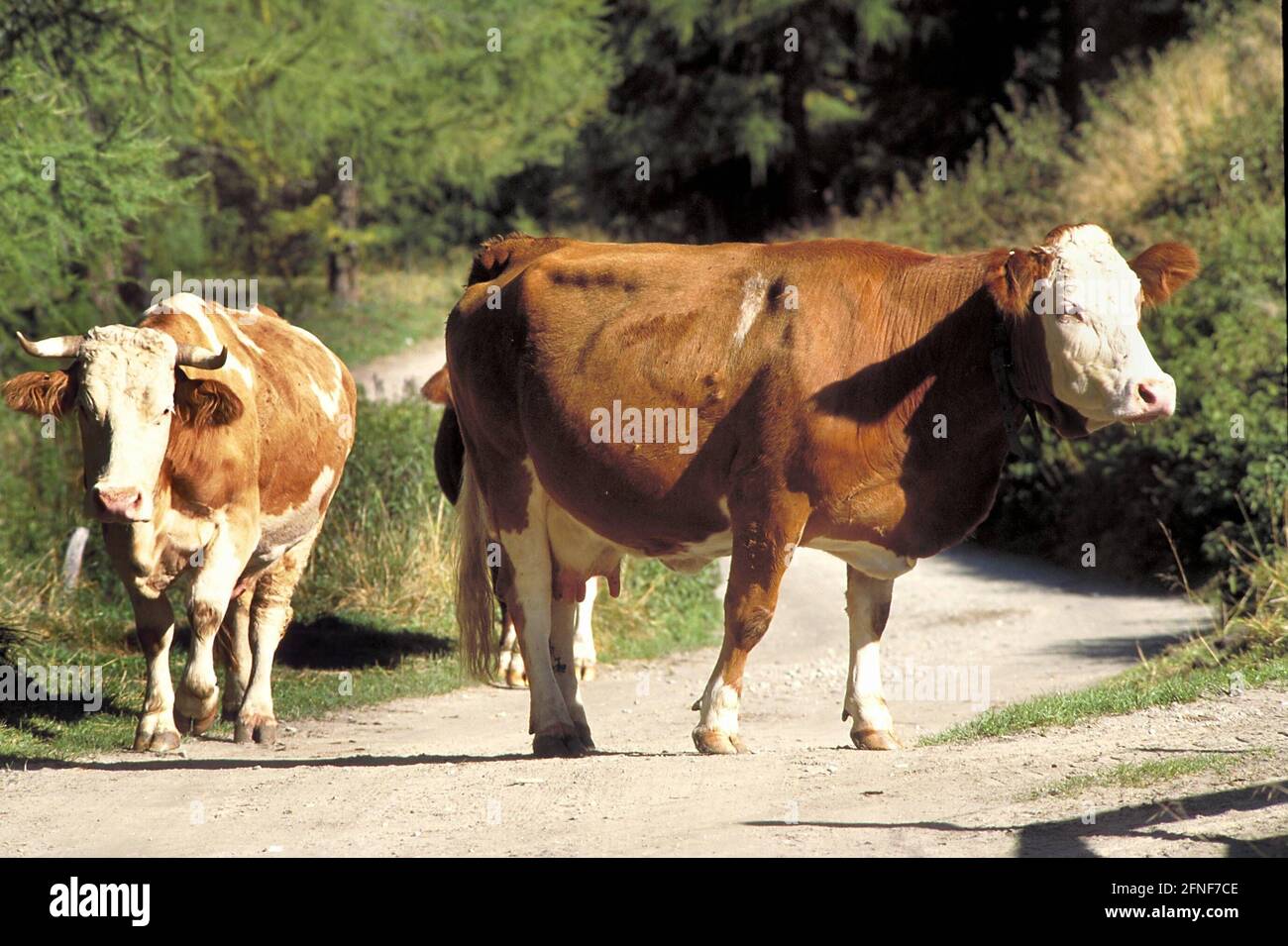 Tyrolean cows. [automated translation] Stock Photo - Alamy