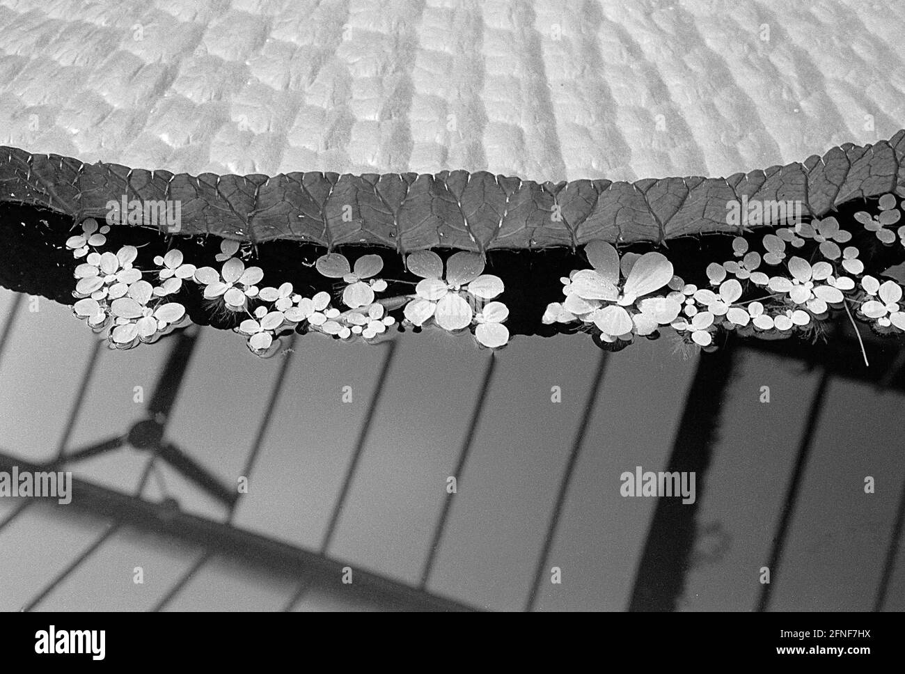 Reflection in green house Black and