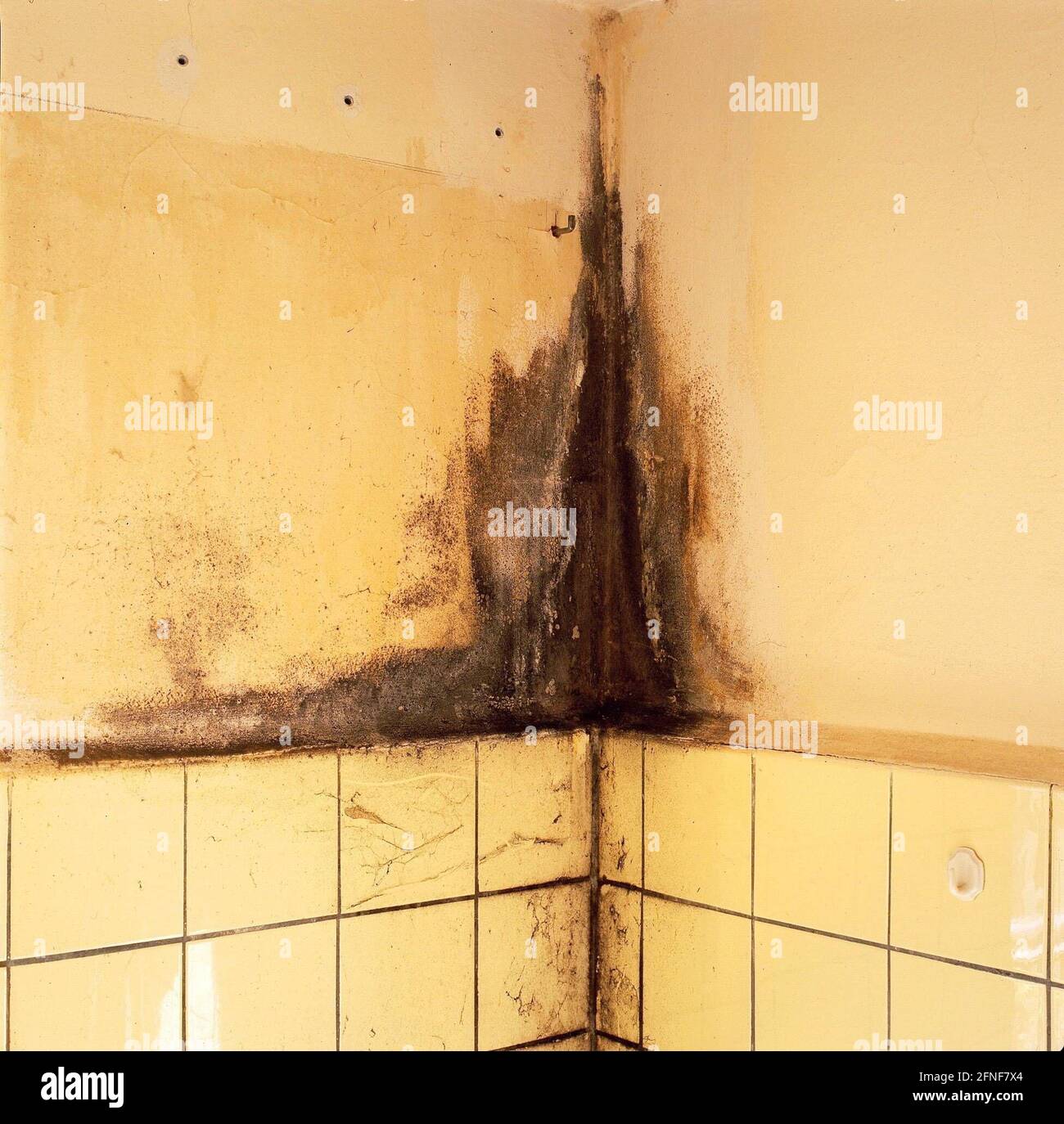 Mold on a poorly ventilated bathroom wall. The wall was renovated from scratch, i.e. 1. kill the