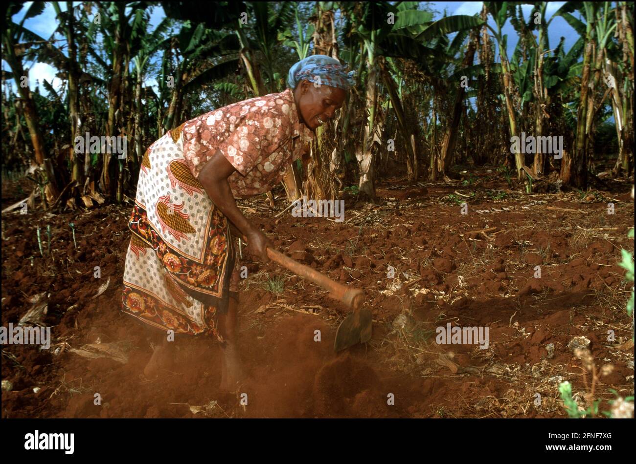 Kenyan farmer's wife digs up a field near Kitale town, at the foot of Mount Eglon. [automated translation] Stock Photo