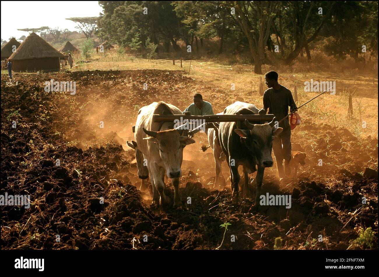 With the help of oxen, farmers paste their fields near the town of Kitale, at the foot of Mount Eglon. In the background, their village with traditional round huts. [automated translation] Stock Photo