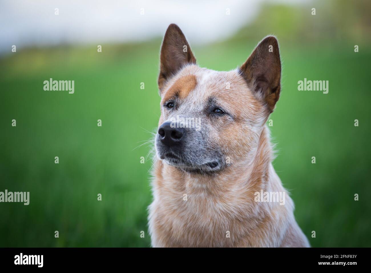 Australian Cattle Dog Stock Photo Alamy