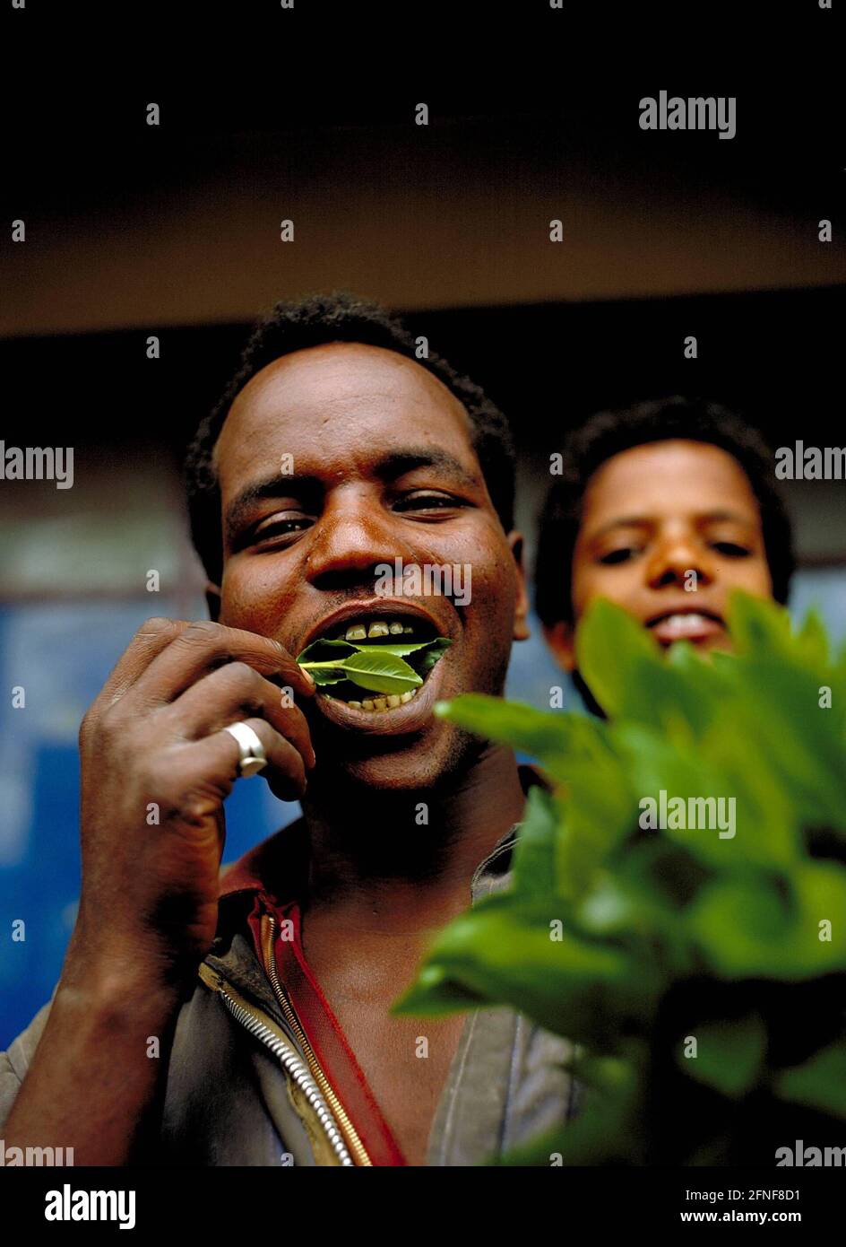 An Ethiopian chewing the drug cat. [automated translation] Stock Photo