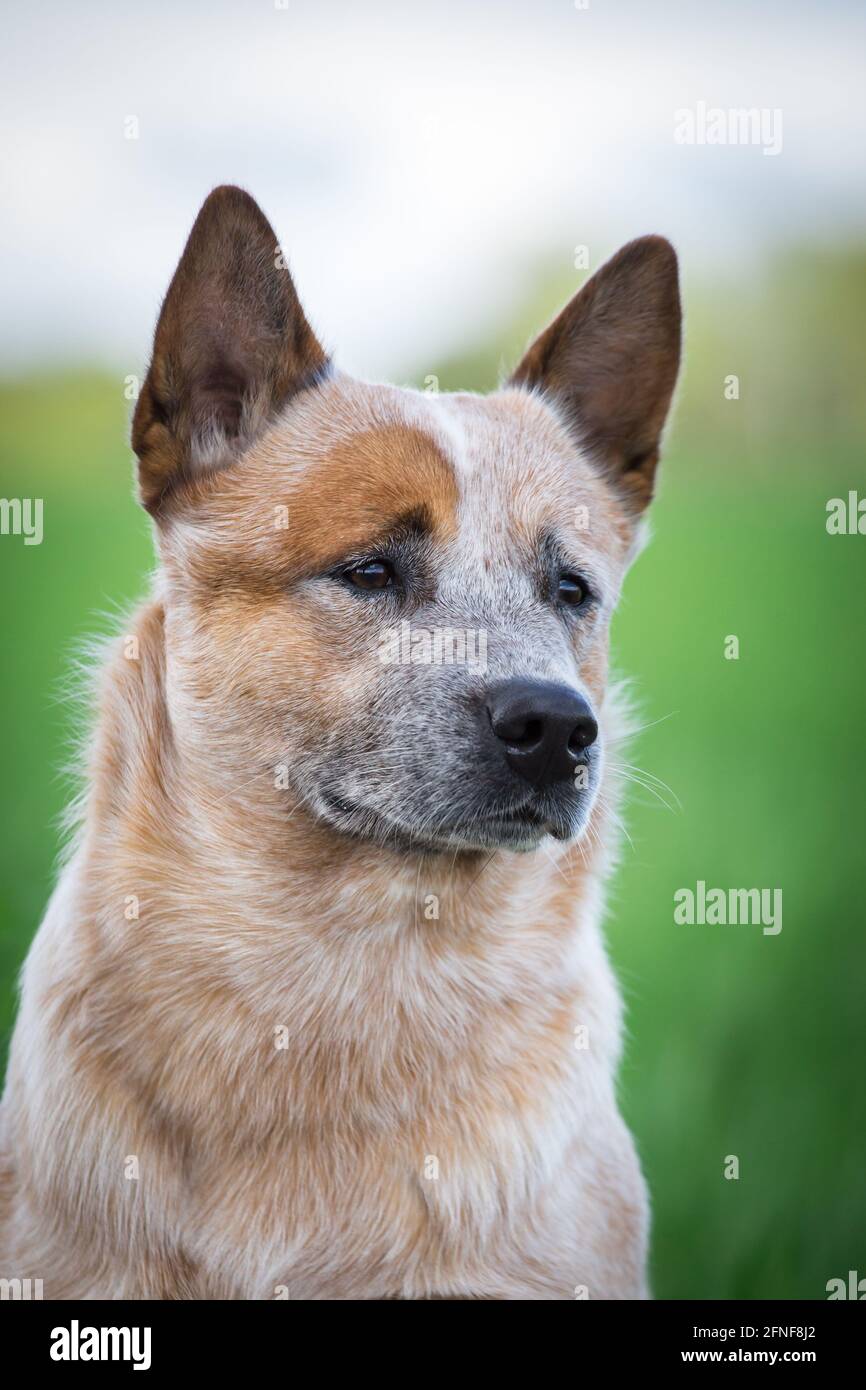 Australian Cattle Dog Stock Photo