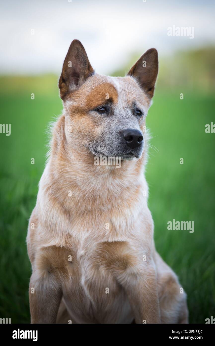 Australian Cattle Dog Stock Photo