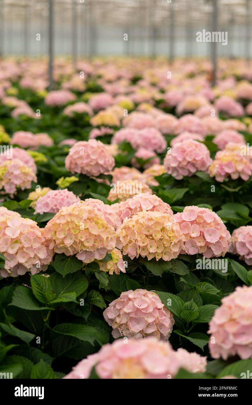 Selective focus of pink Hydrangeas flowers blooming inside a greenhouse