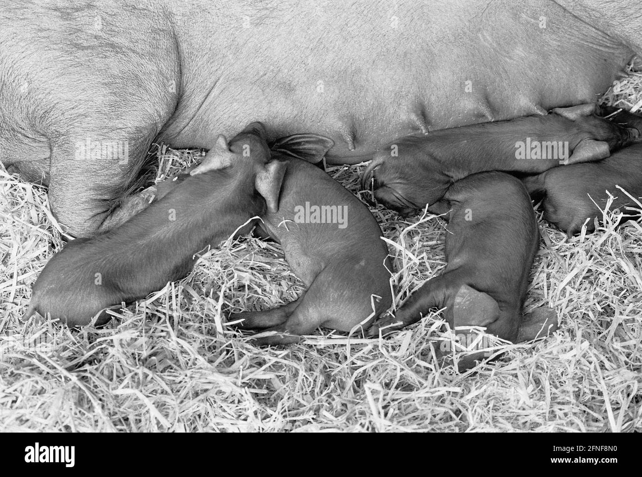 Piglets suck on the teats of the mother sow. [automated translation] Stock Photo