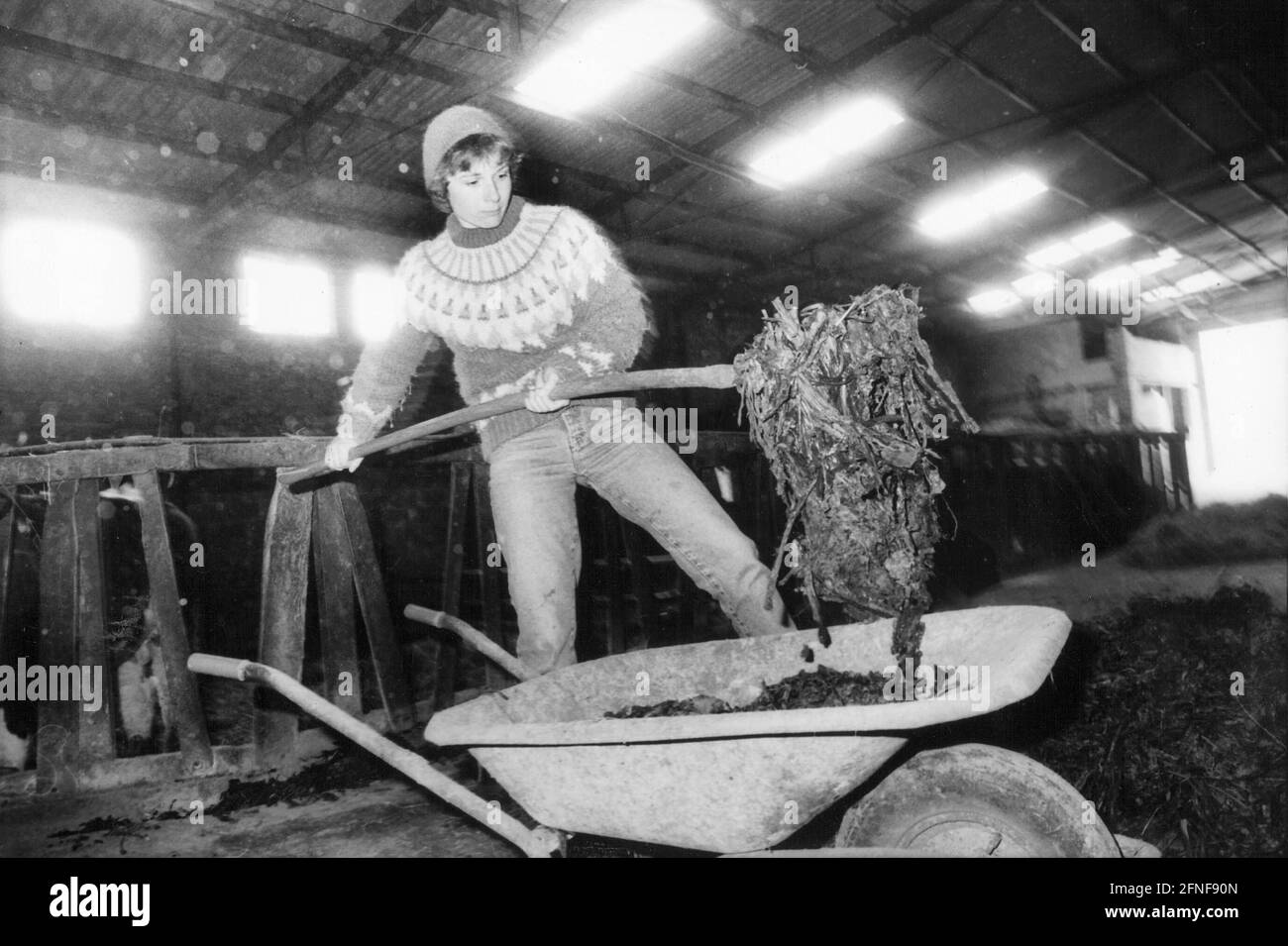 A farmer's wife from the Eifel mucking out the cowshed. [automated translation] Stock Photo