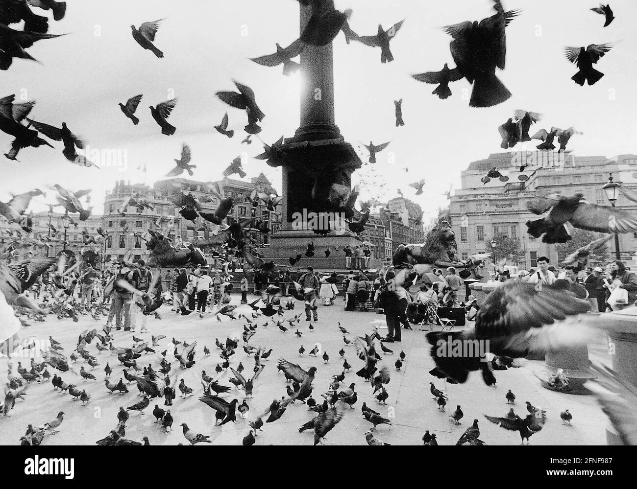 In London's Trafalgar Square, the pigeons are outnumbered. [automated translation] Stock Photo