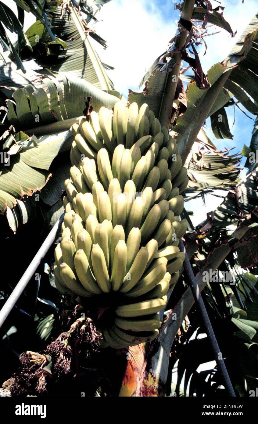 LA PALMA Canary Islands Bananas are export article No.1 on the island. [automated translation] Stock Photo