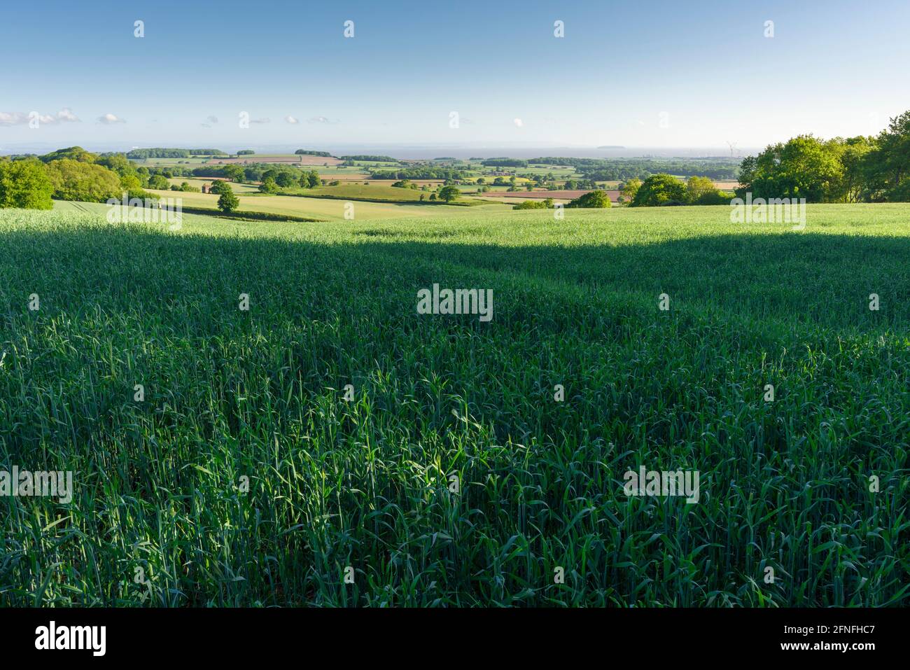A field of crops on the foot of the Quantock Hills National Landscape, Somerset, England. Stock Photo