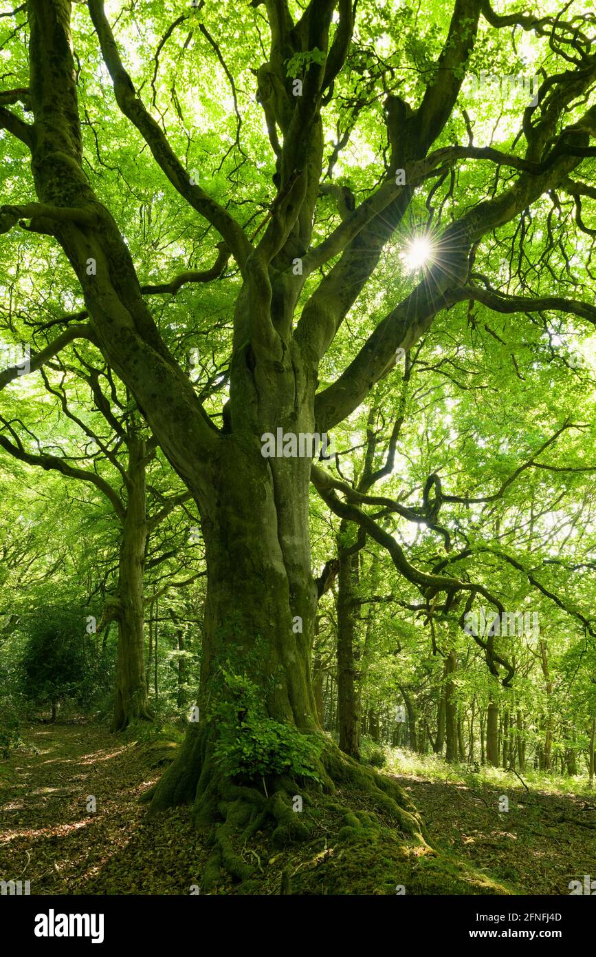 beech-tree-at-five-lords-in-the-quantock-hills-national-landscape-near