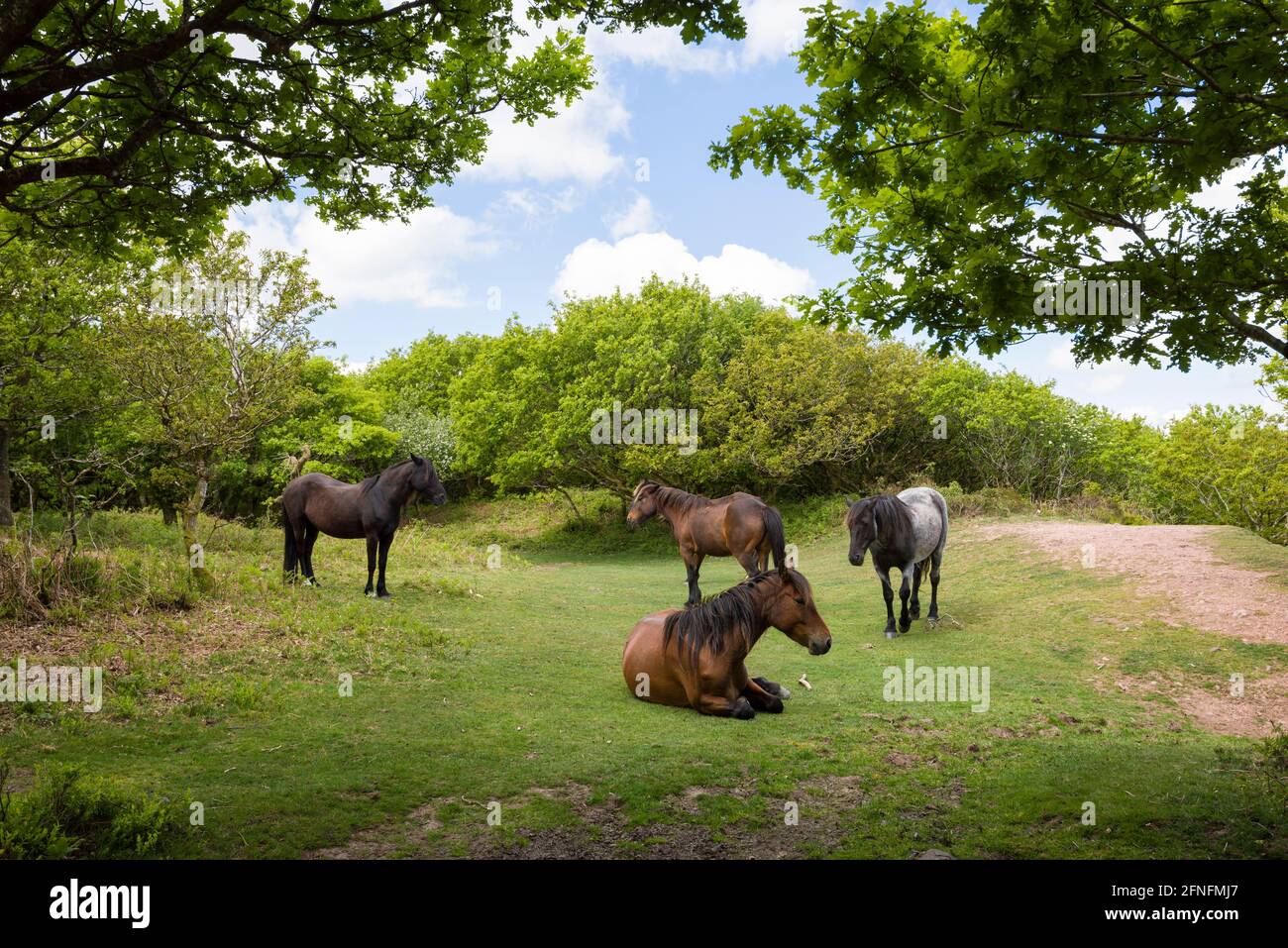 Ponies in a clearing at Dowsborough Camp near Nether Stowey in the Quantock Hills National Landscape, Somerset, England. Stock Photo